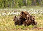 Brown Bear Family in Cottongrass.jpg